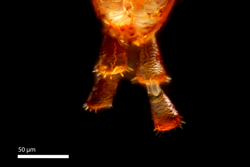 Illustration for article titled I've never seen macroscopic images as incredibly sharp as these ones